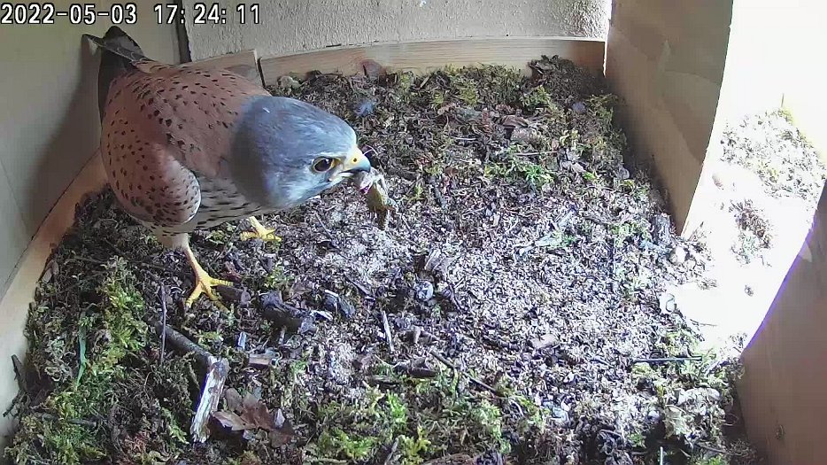 20220503 1723 162357 C100 video - 17h24 male arrives with lizard and expects female to take it but she does not come