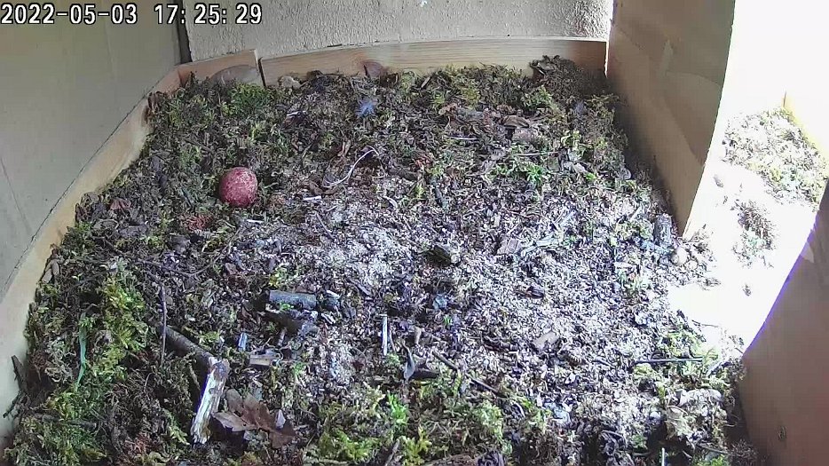 20220503 1725 162521 C100 video - 17h25 male still has the lizard and still expects female to take it but she does not come