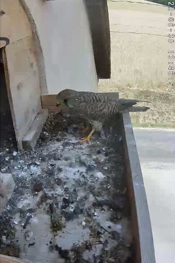 20220630 1346 134640 C310 video - 13h46 the female brings a lizard