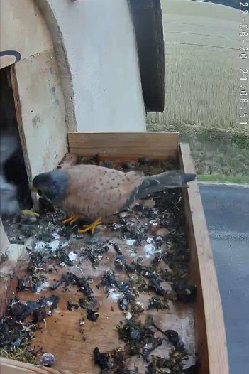 20220630 2106 210649 C310 video - 21h06 the male brings a mouse