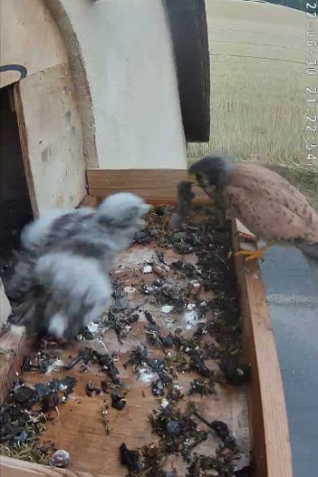 20220630 2122 212251 C310 video - 21h22 the male brings a vole