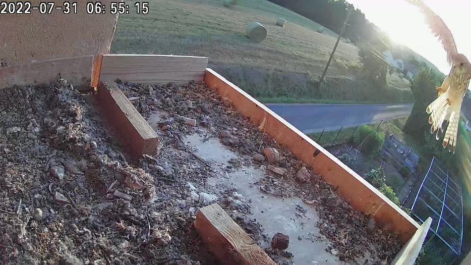 20220731 0655 065514 C100 video - 06h55 a young male(?) arrives and is chased away by a juvenile(?)