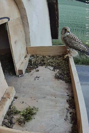 20220531 0915 091501 C310 video - 09h15 the female brings back food