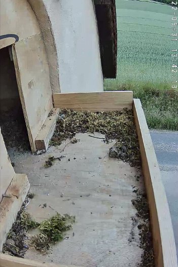 C310 Tapo outside-20220531-134207 video - 13h42 the male appears at the nest for the first time since 29 May evening