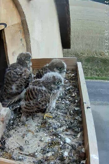 20220704 0704 1026042115 C310 08h04