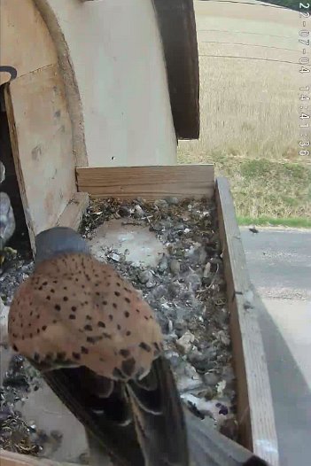 20220704 1441 144133 C310 video - 14h41 the male brings a vole