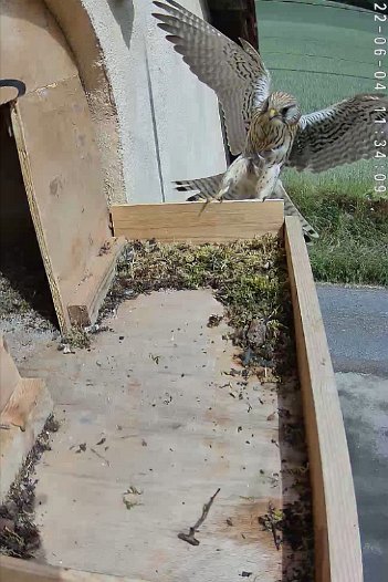 20220604 1134 113407 C310 video - 11h34 female flies to nest