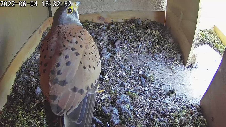 20220604 1832 183244 C100 video - 18h32 the male sits on the eggs briefly