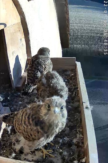 20220705 0705 0958014353 C310 06h46