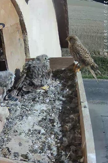 20220705 0907 090710 C310 video - 09h07 the female arrives but without any food