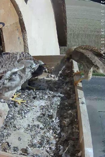 20220705 0908 090850 C310 video - 09h08 the female arrives with a mouse