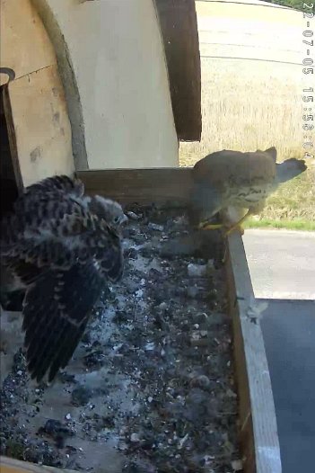 20220705 1558 155802 C310 video - 15h58 the male brings a mouse