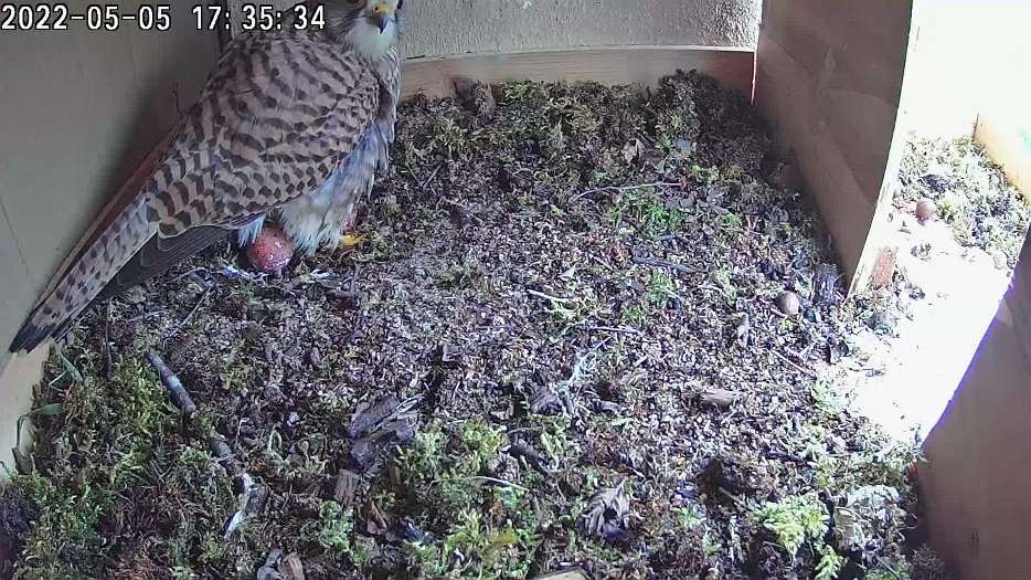 20220505 173430 C100 video - 17h35 the second egg appears