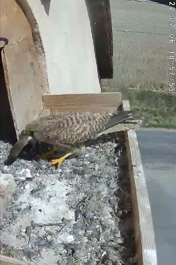 20220706 1057 105754 C310 video - 10h57 the female brings a vole