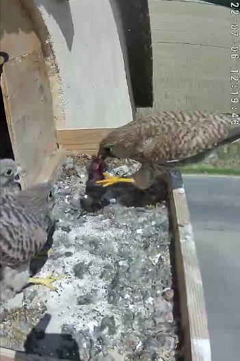 20220706 1219 121943 C310 video - 12h19 the female brings a mouse (the movement is the camera pole vibrating inthe wind)