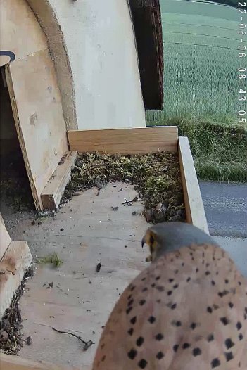 20220606 0842 084256 C310 video - 08h43 a rare visit; the male arrives, calls, and enters the nest after she has left