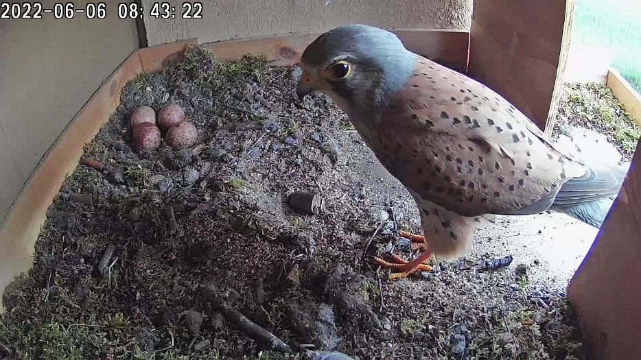 20220606 0843 084316 C100 video - 08h43 the male enters and sits on the eggs for a short time