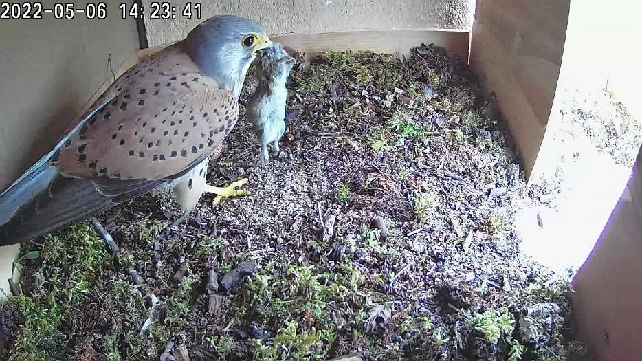 20220506 142338 C100 video - 14h23 male brings another vole