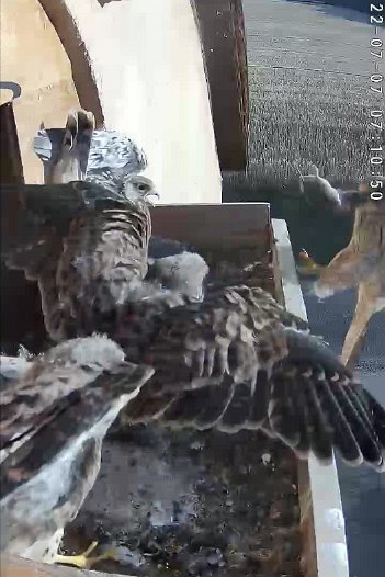 20220707 0710 071042 C310 video - 07h10 the chicks have a flap and the female arrives with a mouse