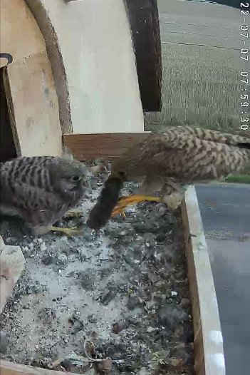 20220707 0759 075925 C310 video - 07h59 the female brings a mouse