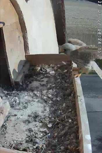 20220707 0824 082415 C310 video - 08h24 the male arrives without any food and leaves (is this a young male from last year?)