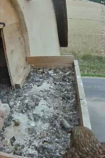 20220707 1151 115118 C310 video - 11h51 the female brings a mouse