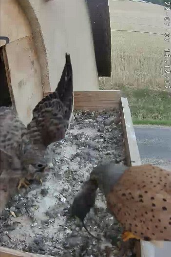 20220707 1612 161200 C310 video - 16h12 the male brings a mouse
