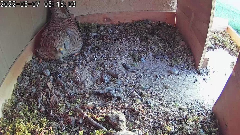 20220607 0614 061444 C100 video - 06h15 the female hears the male outside and departs; the male enters and sits on the eggs for a short time