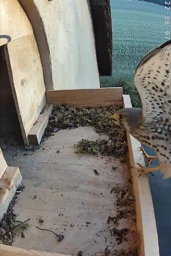 20220607 0615 061515 C310 video - 06h15 the male briefly arrives and departs; the female looks out and departs; the male returns and goes into the nest