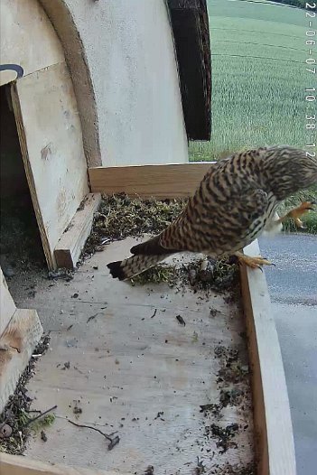 20220607 1038 103801 C310 video - 10h38 the female uses claw and then flies off