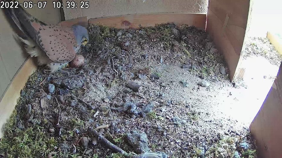 20220607 1039 103910 C100 video - 10h39 the male sits on the eggs for a short time