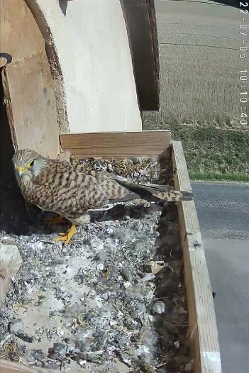 20220705 1010 101035 C310 video - 10h10