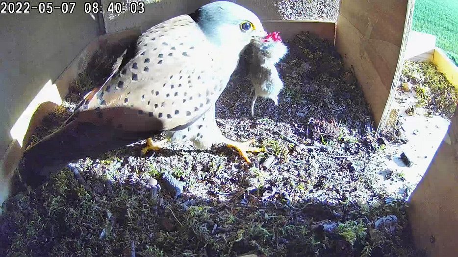 20220507 083958 C100 video - 08h40 male brings vole