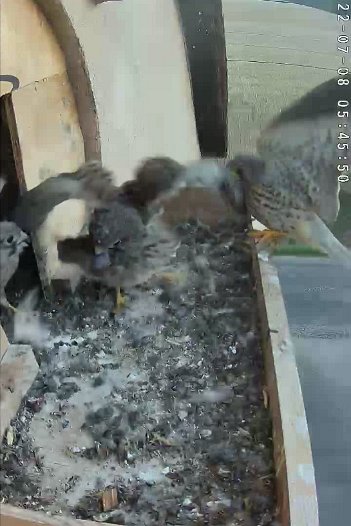 20220708 0545 054547 C310 video - 05h45 the male brings a mouse