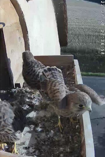 20220708 0735 073500 C310 video - 07h34 the first chick flies away from the nest