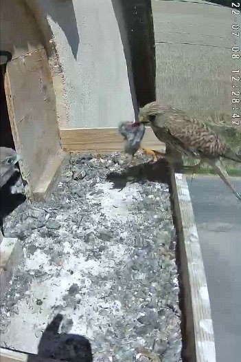 20220708 1228 122845 C310 video - 12h28 the female brings a mouse