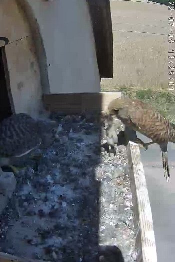 20220708 1325 132500 C310 video - 13h24 the female brings a mouse