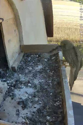 20220708 1927 192757 C310 video - 19h27 the female brings a mouse
