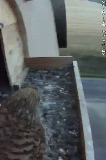 20220708 2205 220520 C310 video - 22h05 the young kestrel who flew off this morning returns