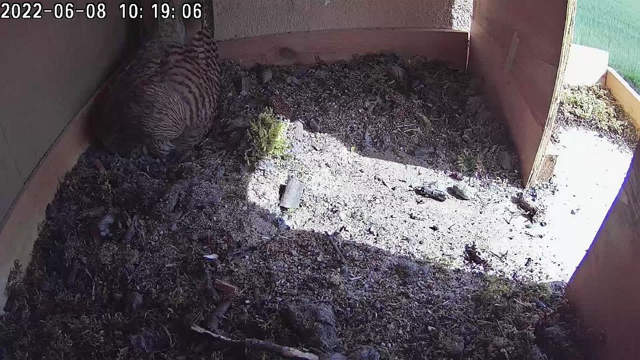 20220608 1019 101900 C100 video - 10h19 the first egg cracks (10h20); the chick slowly emerges (10h21); the chick can be seen properly (10h24)