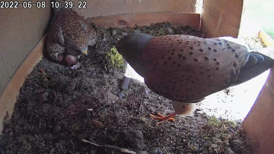 20220608 1039 103900 C100 video - 10h39 the male visits briefly