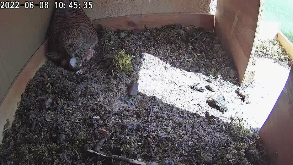20220608 1045 104500 C100 video - 10h45 the female eats some more of the egg shell