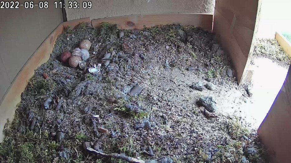 20220608 1131 113100 C100 video - 11h31 the female departs; the male appears, pokes the chick, and then departs; the female eventually returns