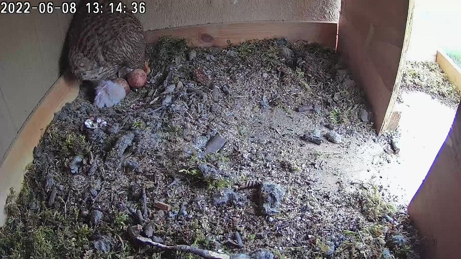 20220608 1314 131420 C100 video - 13h14 a second egg hatches