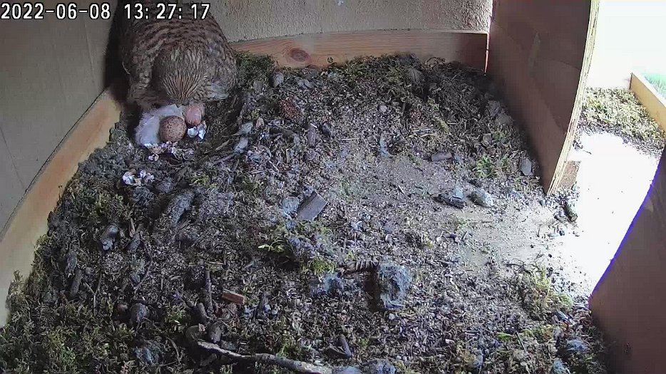 20220608 1326 132630 C100 video - 13h26 the female and two chicks