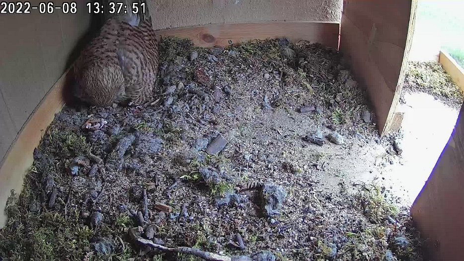 20220608 1335 133500 C100 video - 13h35 the female and two chicks
