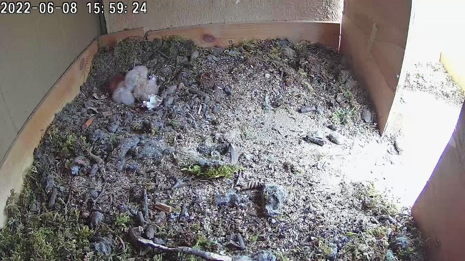 20220608 1557 155730 C100 video - 15h58 the female goes to find food and departs the two chicks