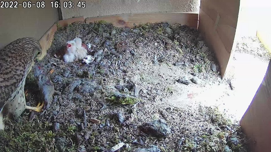 20220608 1603 160300 C100 video - 16h03 the female returns with a vole and gives the chicks their first food