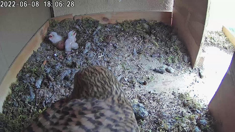 20220608 1806 180600 C100 video - 18h06 the female uses some of the stored food to feed the chicks
