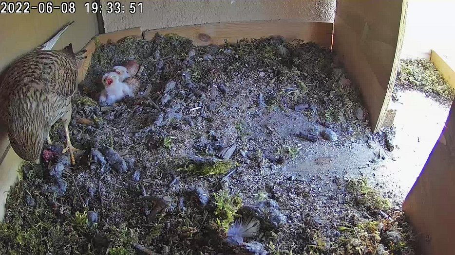 20220608 1932 193216 C100 video - 19h32 the start of a ten minute feed with the remainder of the carcass